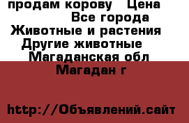продам корову › Цена ­ 70 000 - Все города Животные и растения » Другие животные   . Магаданская обл.,Магадан г.